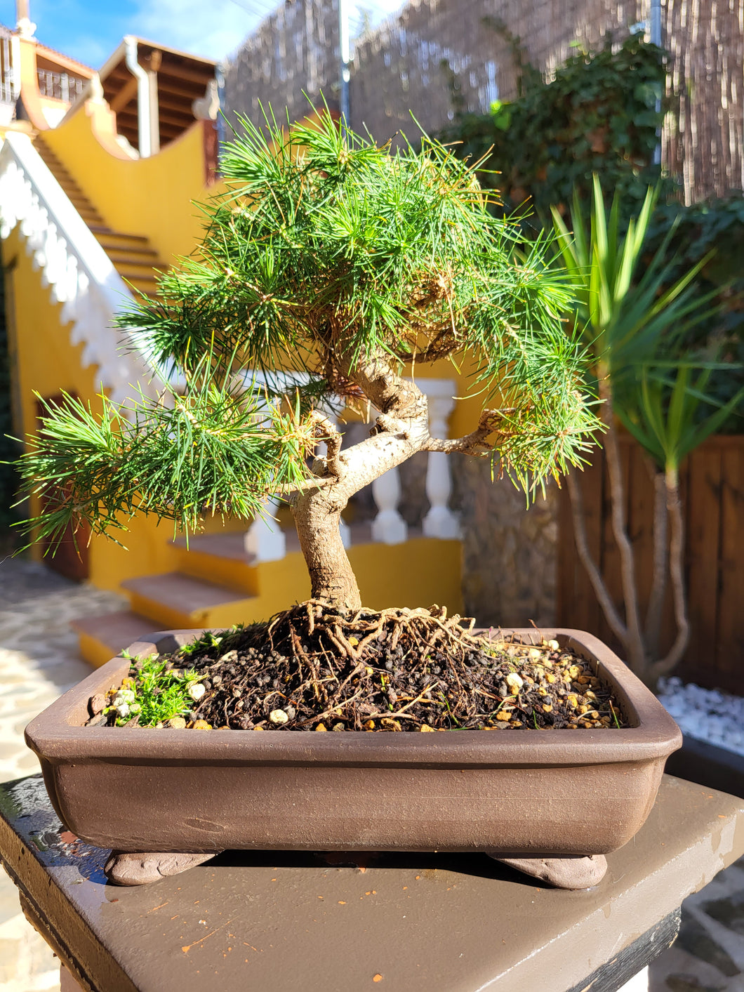 Bonsái Pinus Halepensis 9 años