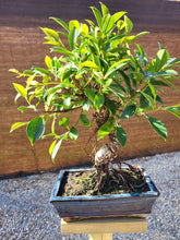 Cargar imagen en el visor de la galería, Bonsái Ficus Retusa 10 años