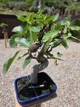Cargar imagen en el visor de la galería, Bonsái higuera 10 años