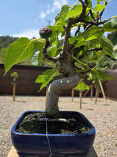 Cargar imagen en el visor de la galería, Bonsái higuera 10 años