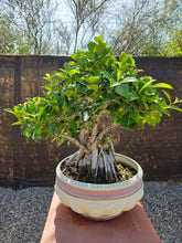 Cargar imagen en el visor de la galería, Bonsái Ficus