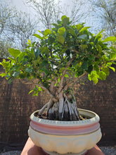 Cargar imagen en el visor de la galería, Bonsái Ficus