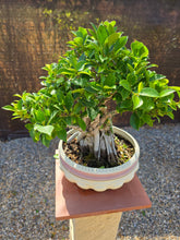 Cargar imagen en el visor de la galería, Bonsái Ficus