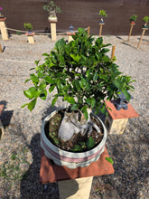 Cargar imagen en el visor de la galería, Bonsái Ficus