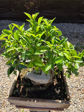 Cargar imagen en el visor de la galería, Bonsái Ficus