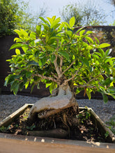 Cargar imagen en el visor de la galería, Bonsái Ficus