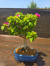 Cargar imagen en el visor de la galería, Bonsái buganvilla 12 años.