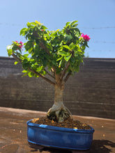 Cargar imagen en el visor de la galería, Bonsái buganvilla 12 años.