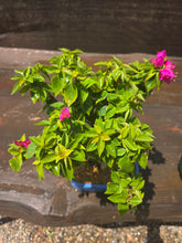 Cargar imagen en el visor de la galería, Bonsái buganvilla 12 años.