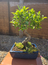 Cargar imagen en el visor de la galería, Bonsái Ficus Retusa 10 años