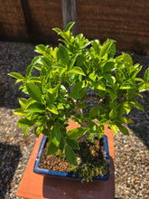 Cargar imagen en el visor de la galería, Bonsái Ficus Retusa 10 años