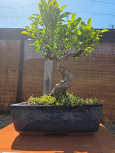 Cargar imagen en el visor de la galería, Bonsái Ficus Retusa 10 años