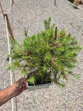 Cargar imagen en el visor de la galería, Bonsái Pinus Halepensis