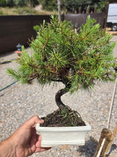 Cargar imagen en el visor de la galería, Bonsái Pinus Halepensis