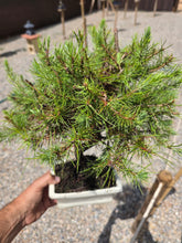Cargar imagen en el visor de la galería, Bonsái Pinus Halepensis