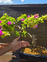 Cargar imagen en el visor de la galería, Buganvilla bonsái