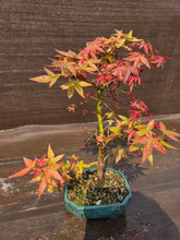 Cargar imagen en el visor de la galería, Bonsái Acer Palmatum Deshojo 10 años