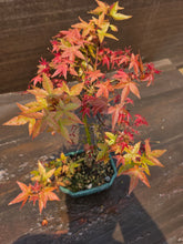 Cargar imagen en el visor de la galería, Bonsái Acer Palmatum Deshojo 10 años