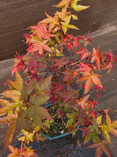 Cargar imagen en el visor de la galería, Bonsái Acer Palmatum Deshojo 10 años