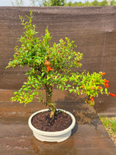 Cargar imagen en el visor de la galería, Granado bonsái 12 años