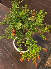 Cargar imagen en el visor de la galería, Granado bonsái 12 años