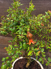 Cargar imagen en el visor de la galería, Granado bonsái 12 años