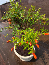 Cargar imagen en el visor de la galería, Granado bonsái 12 años