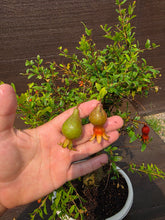 Cargar imagen en el visor de la galería, Granado bonsái 12 años
