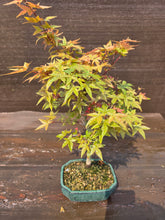 Cargar imagen en el visor de la galería, Bonsái Acer Palmatum Deshojo 10 años