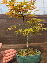 Cargar imagen en el visor de la galería, Bonsái Acer Palmatum Deshojo 10 años