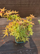 Cargar imagen en el visor de la galería, Bonsái Acer Palmatum Deshojo 10 años