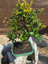 Cargar imagen en el visor de la galería, Quercus suber - alcornoque mediterráneo