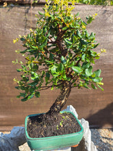 Cargar imagen en el visor de la galería, Quercus suber - alcornoque mediterráneo