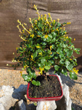 Cargar imagen en el visor de la galería, Quercus suber - alcornoque mediterráneo 10 años