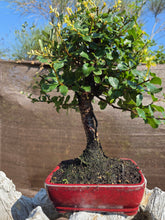 Cargar imagen en el visor de la galería, Quercus suber - alcornoque mediterráneo 10 años