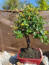 Cargar imagen en el visor de la galería, Quercus suber - alcornoque mediterráneo 10 años