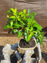 Cargar imagen en el visor de la galería, Manzano 12 años (Malus)