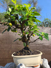 Cargar imagen en el visor de la galería, Manzano 12 años (Malus)