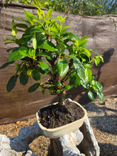 Cargar imagen en el visor de la galería, Manzano 12 años (Malus)