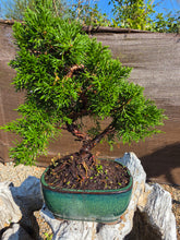 Cargar imagen en el visor de la galería, Juniperus Chinensis 10 años