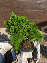 Cargar imagen en el visor de la galería, Juniperus Chinensis 10 años