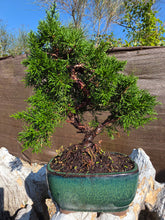 Cargar imagen en el visor de la galería, Juniperus Chinensis 10 años
