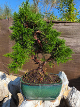 Cargar imagen en el visor de la galería, Juniperus Chinensis 10 años