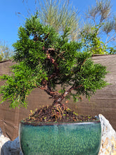 Cargar imagen en el visor de la galería, Juniperus Chinensis 10 años