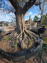 Cargar imagen en el visor de la galería, Olivo con gran tronco