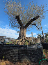 Cargar imagen en el visor de la galería, Olivo con gran tronco