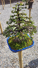 Cargar imagen en el visor de la galería, Olmo en roca - zelkova parvifolia 15 años.
