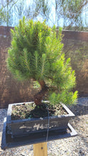Cargar imagen en el visor de la galería, Pinus Halepensis 12 años maceta Yixing