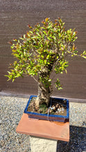 Cargar imagen en el visor de la galería, Bonsái Granado tronco grueso