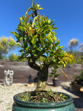 Cargar imagen en el visor de la galería, Punica Granatum Nejikan - Granado 10 años.